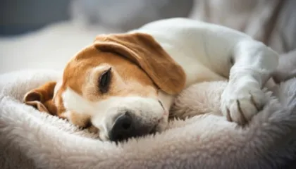 Veterinerët paralajmërojnë: Mungesa e gjumit tek qentë shpesh keqinterpretohet si problem sjelljeje