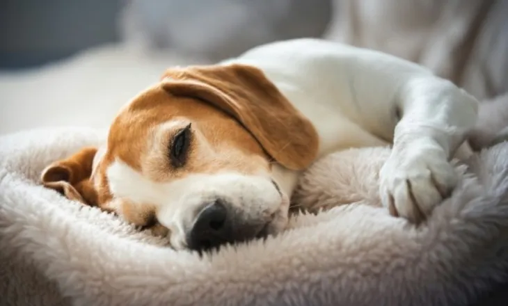 Veterinerët paralajmërojnë: Mungesa e gjumit tek qentë shpesh keqinterpretohet si problem sjelljeje