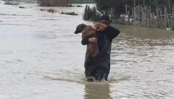 Video-lajm/ Lumi Vjosa del jashtë kontrollit, banori merr qenin në krahë dhe e shpëton nga përmbytja