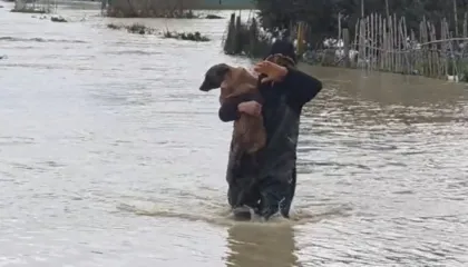 Video-lajm/ Lumi Vjosa del jashtë kontrollit, banori merr qenin në krahë dhe e shpëton nga përmbytja