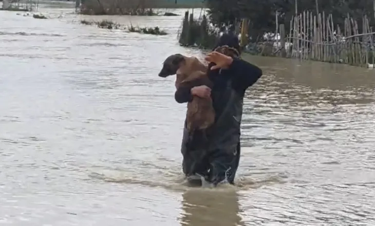 Video-lajm/ Lumi Vjosa del jashtë kontrollit, banori merr qenin në krahë dhe e shpëton nga përmbytja