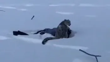 Video/ Leopardi i borës sulmon gruan që u përpoq të bënte selfie me të në Kinë