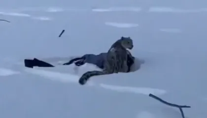 Video/ Leopardi i borës sulmon gruan që u përpoq të bënte selfie me të në Kinë