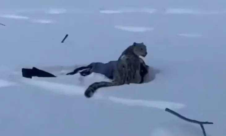 Video/ Leopardi i borës sulmon gruan që u përpoq të bënte selfie me të në Kinë