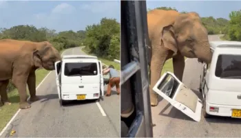 Video/ Momente paniku, elefanti sulmon minifurgonin e mbushur me turistë, i shkatërron dyert