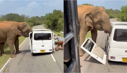 Video/ Momente paniku, elefanti sulmon minifurgonin e mbushur me turistë, i shkatërron dyert