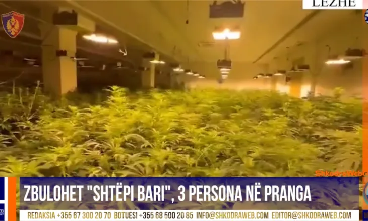 VIDEO – Zbulohet tjetër “shtëpi bari”, arrestohen tre persona, mes tyre babë e bir, telashe dhe për OSHEE