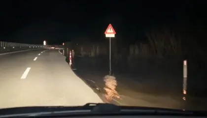Vijon situata kritike/ Vjosa doli nga shtrati, uji hyn edhe në autostradën Vlorë-Levan