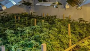 Zbulohet një tjetër “shtëpi bari” në Sarandë