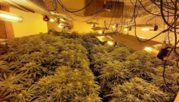 Zbulohet “shtëpi bari” në Lezhë, disa të arrestuar