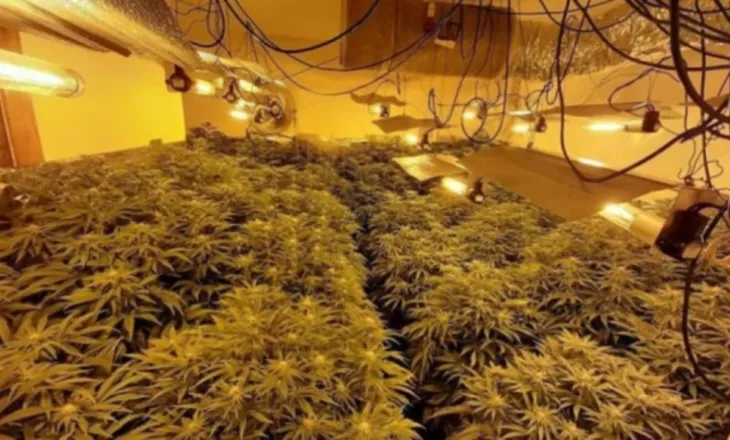 Zbulohet “shtëpi bari” në Lezhë, disa të arrestuar