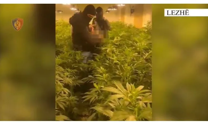 Zbulohet “shtëpi bari” në Lezhë, policia: Arrestohen babë e bir dhe një punonjës i OSHEE
