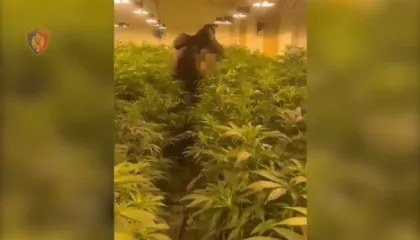 Zbulohet ‘shtëpi bari’ në Rrilë të Lezhës, në pranga babë e bir dhe punonjësi i OSHEE