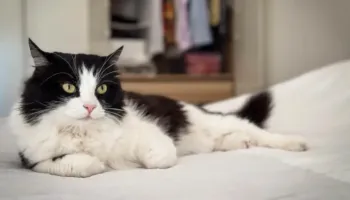 17 shkurti, Dita Ndërkombëtare e Maceve: Ja cilat janë të drejtat e maceve