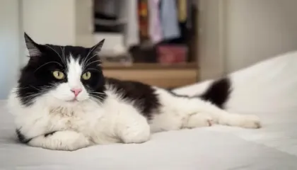 17 shkurti, Dita Ndërkombëtare e Maceve: Ja cilat janë të drejtat e maceve