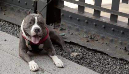 65-vjeçarja humbi jetën pasi u kafshua nga qeni, arrestohet kunati