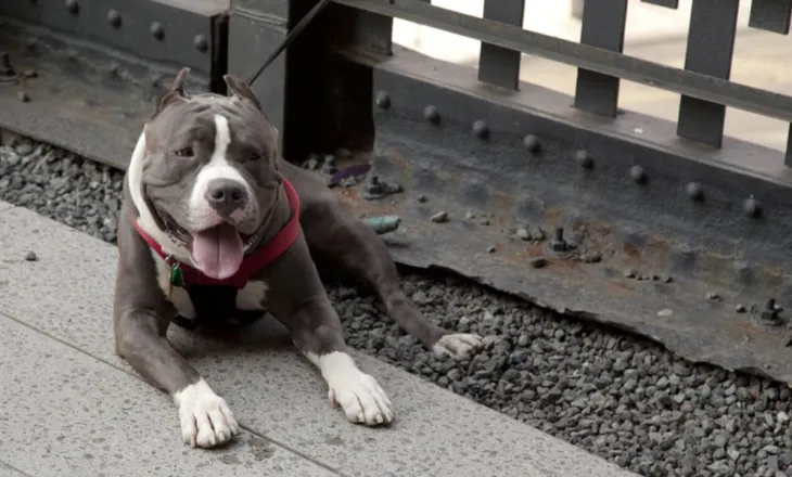 65-vjeçarja humbi jetën pasi u kafshua nga qeni, arrestohet kunati