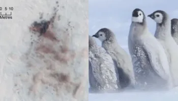 Alarm në Antarktidë, mijëra pinguinë perandorë mund të kenë ngrirë pas zhdukjes së akullit