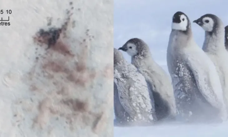 Alarm në Antarktidë, mijëra pinguinë perandorë mund të kenë ngrirë pas zhdukjes së akullit