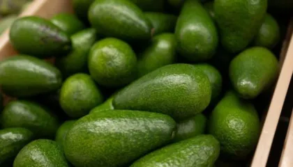 Alarm në tregjet evropiane për avokadot kolumbiane, rezultojnë me nivele të larta të kadmiumit