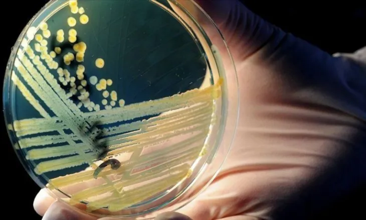 Baktere 5,000-vjeçare rezistente ndaj antibiotikëve gjenden në një shpellë akulli në Rumani