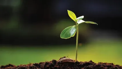 Bujqësia, midis konsolidimit dhe rënies