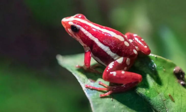 Çfarë është toksina e bretkosës helmuese që dyshohet se u përdor për të vrarë Alexei Navalny?
