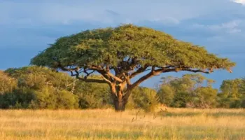 E paimagjinueshme: Si ‘komunikojnë’ pemët e akacies në Afrikë për të shpëtuar veten nga kafshët që kullosin