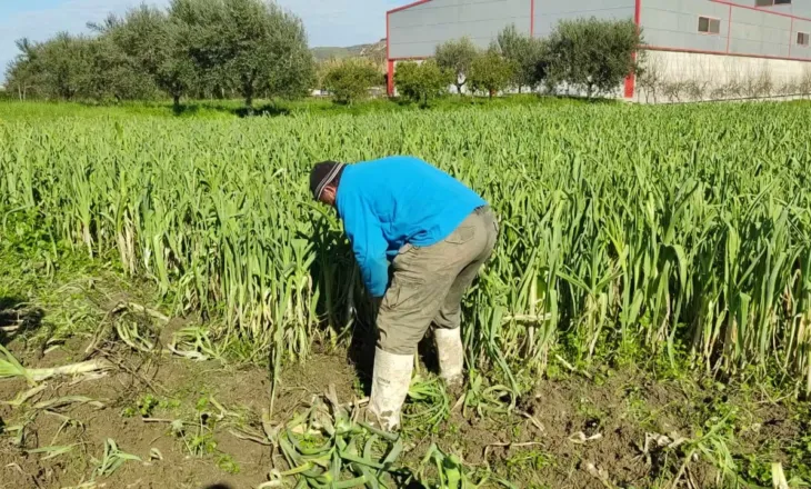 Eksporti i preshit në Lushnjë/ Ankohen fermerët: Ka kërkesë, por çmimi mbetet i ulët dhe nuk përballon kostot