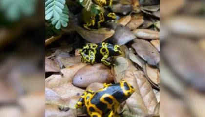 ‘Epipedobates tricolor’, bretkosa braziliane që përmban helmin me të cilin u vra lideri i opozitës ruse