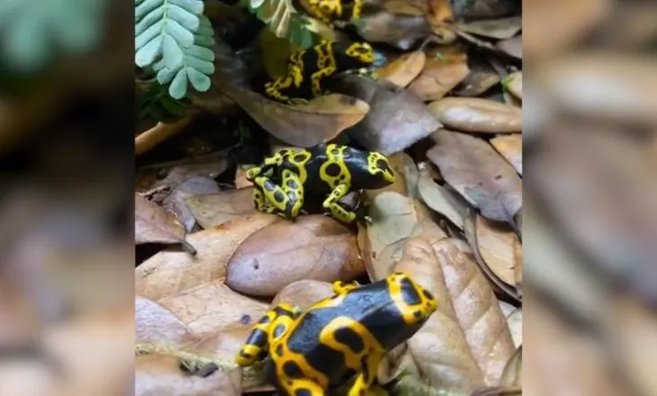 ‘Epipedobates tricolor’, bretkosa braziliane që përmban helmin me të cilin u vra lideri i opozitës ruse