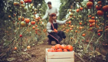 Fermerët mund të “blejnë” vitet e punës pa gjoba/ Nga 294-384 euro në vit, falen të gjitha kamatvonesat në sistem