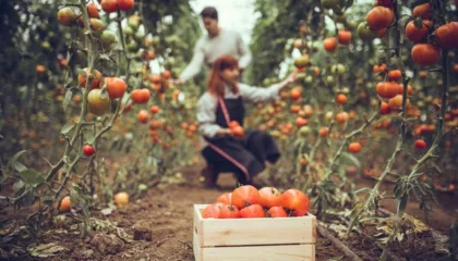 Fermerët mund të “blejnë” vitet e punës pa gjoba/ Nga 294-384 euro në vit, falen të gjitha kamatvonesat në sistem