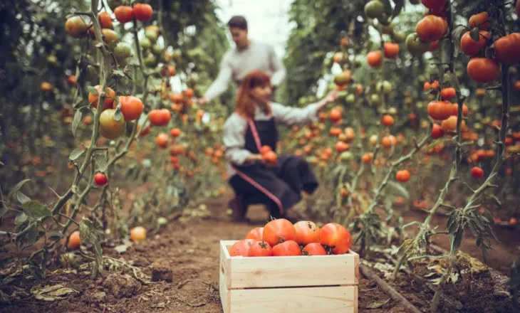 Fermerët mund të “blejnë” vitet e punës pa gjoba/ Nga 294-384 euro në vit, falen të gjitha kamatvonesat në sistem