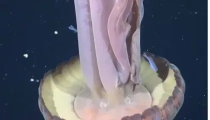 Filmohet një ‘kandil deti fantazmë’ gjigant, krahët e tij mund të rriten deri në 10 metra