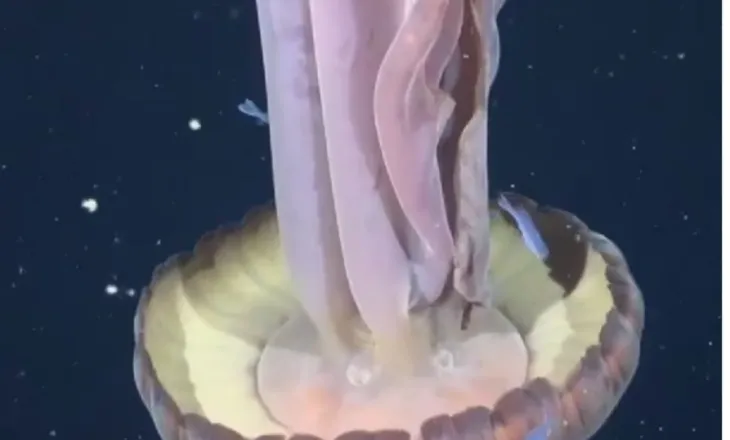 Filmohet një ‘kandil deti fantazmë’ gjigant, krahët e tij mund të rriten deri në 10 metra