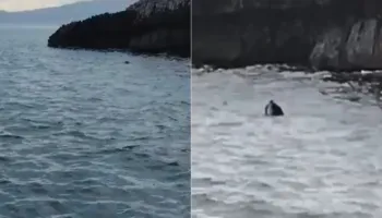 Foka mesdhetare dhuron spektakël në brigjet e Parkut Karaburun-Sazan