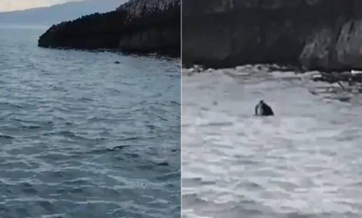 Foka mesdhetare dhuron spektakël në brigjet e Parkut Karaburun-Sazan