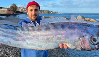Foto/ Një peshk i rrallë nxirret nga ujërat në një plazh në Siçili, kjo specie jeton në thellësinë nga 200 deri në 1.000 metra