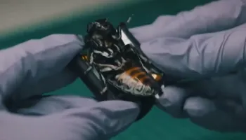 Gjermania prezanton ‘insektet bionike’ për përdorim ushtarak, çfarë janë në gjendje të bëjnë ato