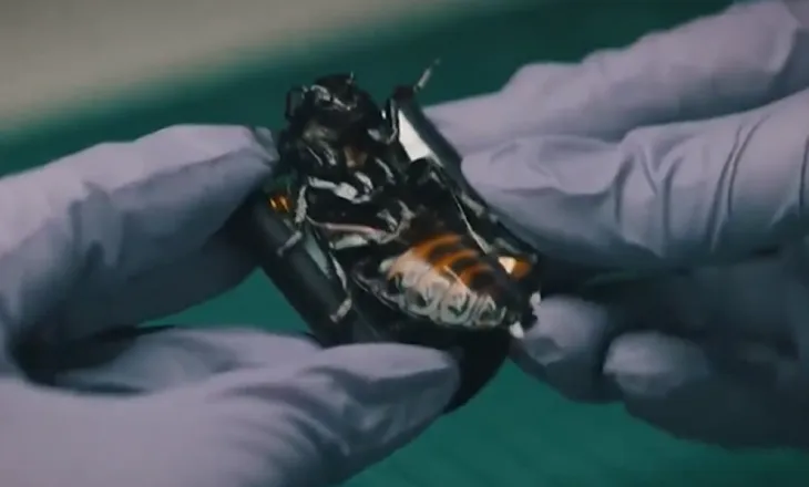 Gjermania prezanton ‘insektet bionike’ për përdorim ushtarak, çfarë janë në gjendje të bëjnë ato