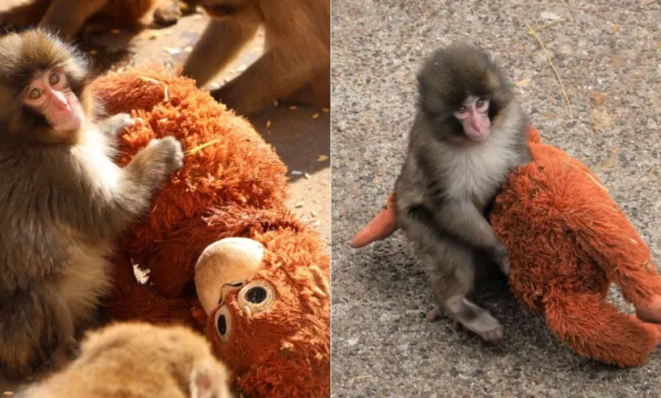 Gjithçka që duhet të dini për Punch, majmuni që u braktis nga nëna dhe preku zemrat e të gjithëve