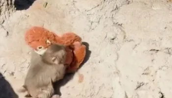 Historia e Punch, majmuni i braktisur nga mamaja në një kopsht zoologjik në Japoni që po bën xhiron e rrjetit