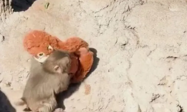 Historia e Punch, majmuni i vogël në një kopsht zoologjik në Japoni që po bën xhiron e rrjetit