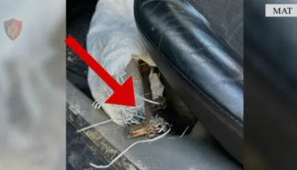 I dehur dhe me armë zjarri në makinë, arrestohet 46-vjeçari në Mat