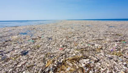 “Ishulli” që nuk duhet të ekzistojë, si krijuan mbeturinat një ekosistem të rrezikshëm në Oqeanin Paqësor