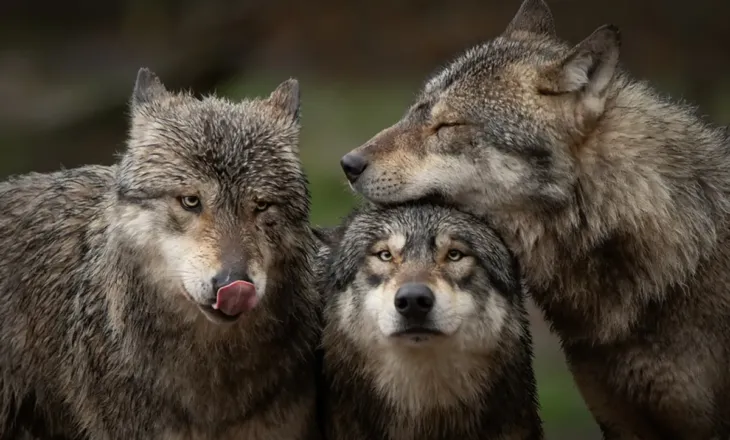 Kafshët e egra me lidhje sociale më të dobëta mund të kenë rrezik më të madh zhdukjeje