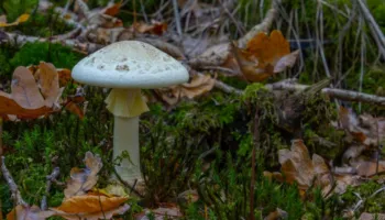 Katër të vdekur nga kërpudhat helmuese në Kaliforni