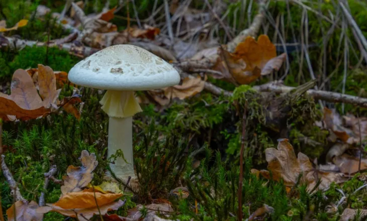 Katër të vdekur nga kërpudhat helmuese në Kaliforni