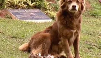 Ligji “Bob Gropari” në São Paulo: Qentë dhe macet mund të varrosen pranë familjarëve